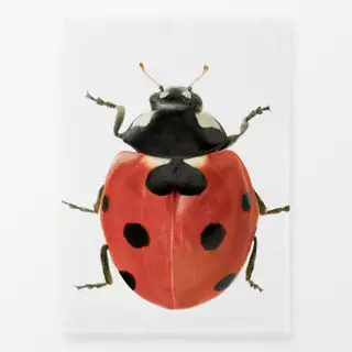 Geschirrtücher Ladybug