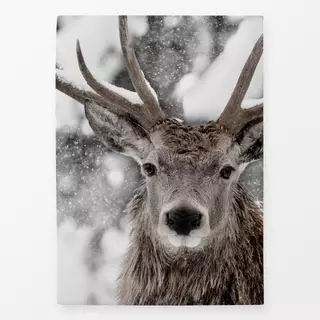 Geschirrtücher Hirsch im Schnee