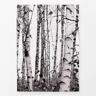 Geschirrtücher Birken im Wald