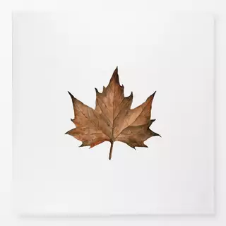 Tischdecke Ahorn Blatt Aquarell