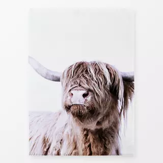 Geschirrtuch Hochlandrind Frida