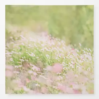 Tischdecke Spring Daisy flowers