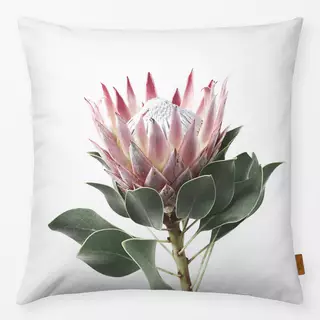 Kissen King Protea