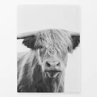 Geschirrtücher Highland cow