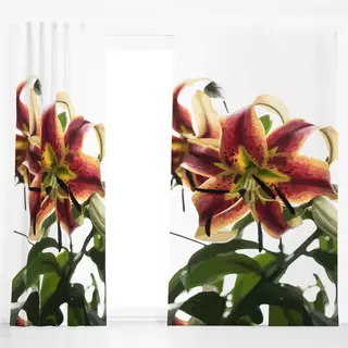 Dekovorhang Botanica Floral Lily