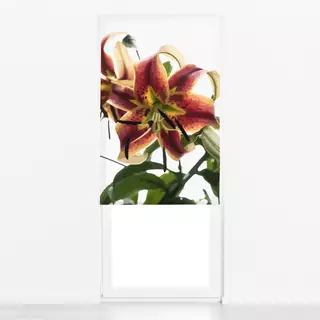 Raffrollo Botanica Floral Lily