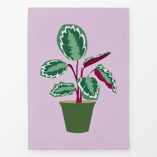 Geschirrtücher Calathea Zimmerpflanze