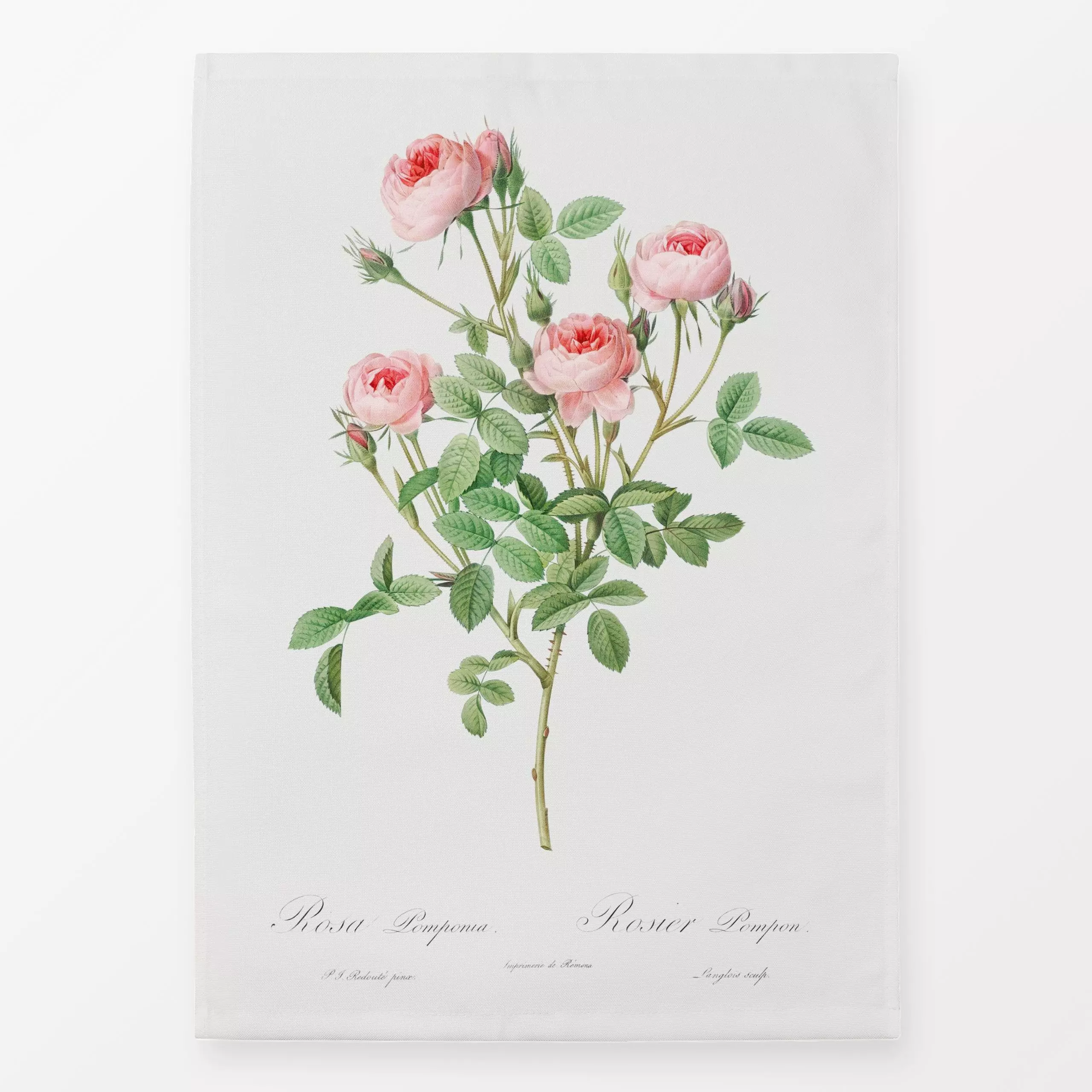 Geschirrtücher Antike Sommer Rosen - Sommer, Pflanzen & Botanik, Retro & Vintage - von „Uta Naumann"; Natur, Blumen, Blätter...