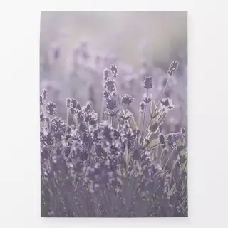 Geschirrtuch Lavendelblüte im Sonnenschein