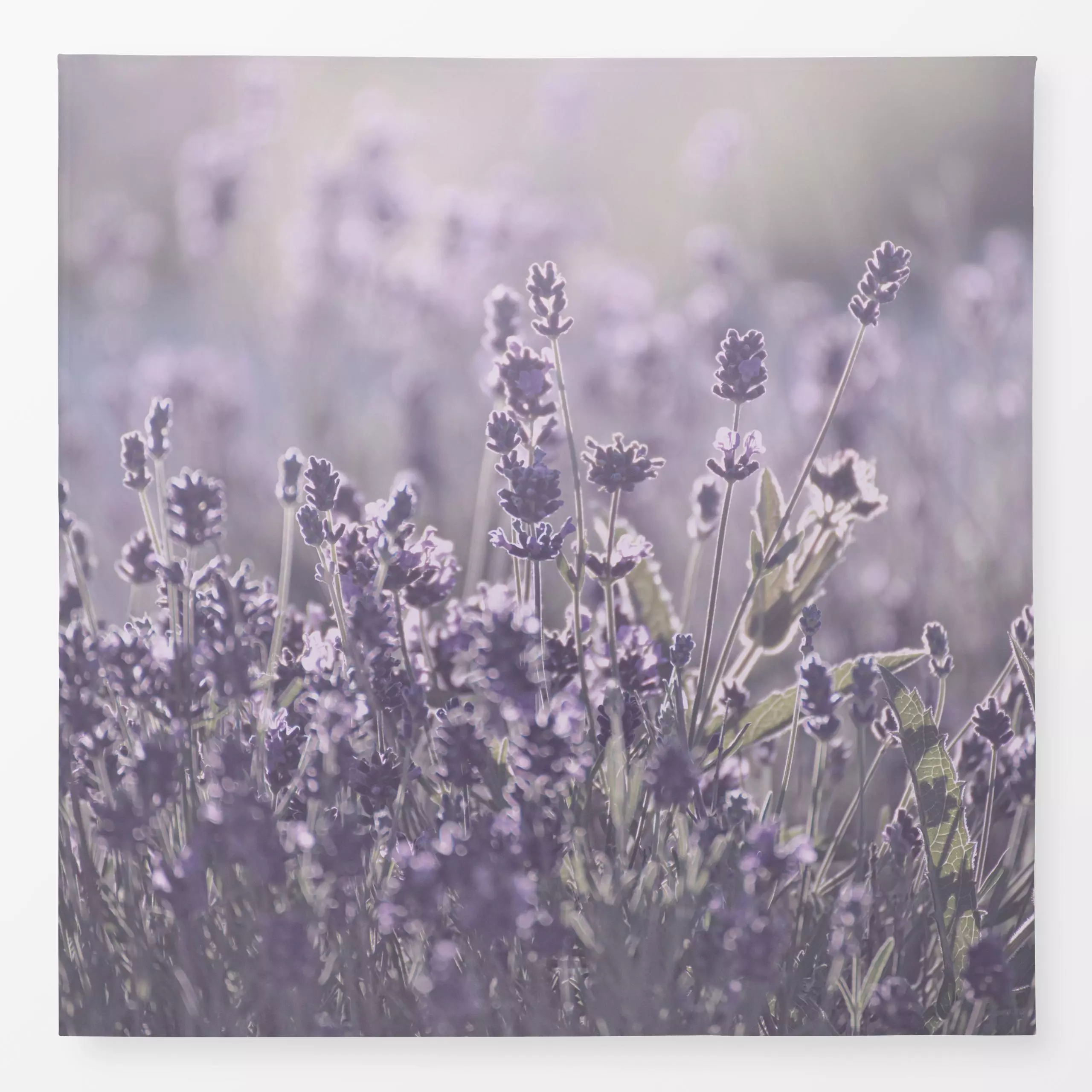 Tischdecke Lavendelblüte im Sonnenschein - Blumen & Florales, Sommer, Pflanzen & Botanik - von „Monika Strigel"; Lavendel, S...