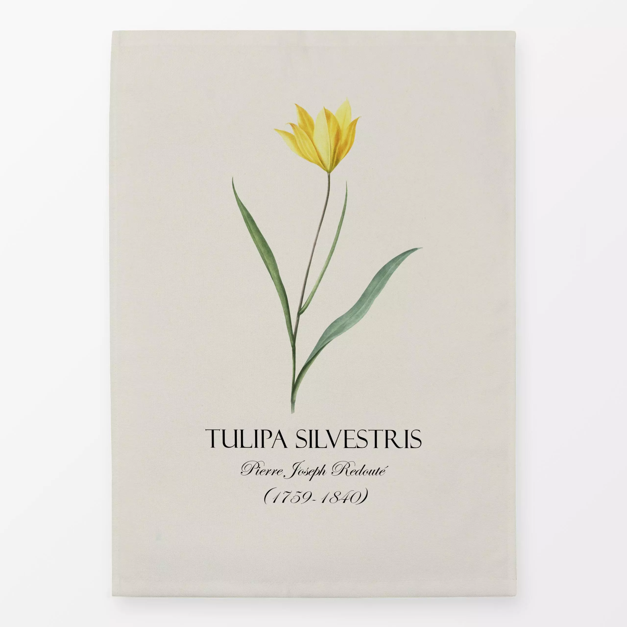 Geschirrtücher Gelbe Redoute Tulpe - Frühling, Pflanzen & Botanik - von „Andrea Haase"; Tulpen, Blüten, vintage, botanik, Hi...