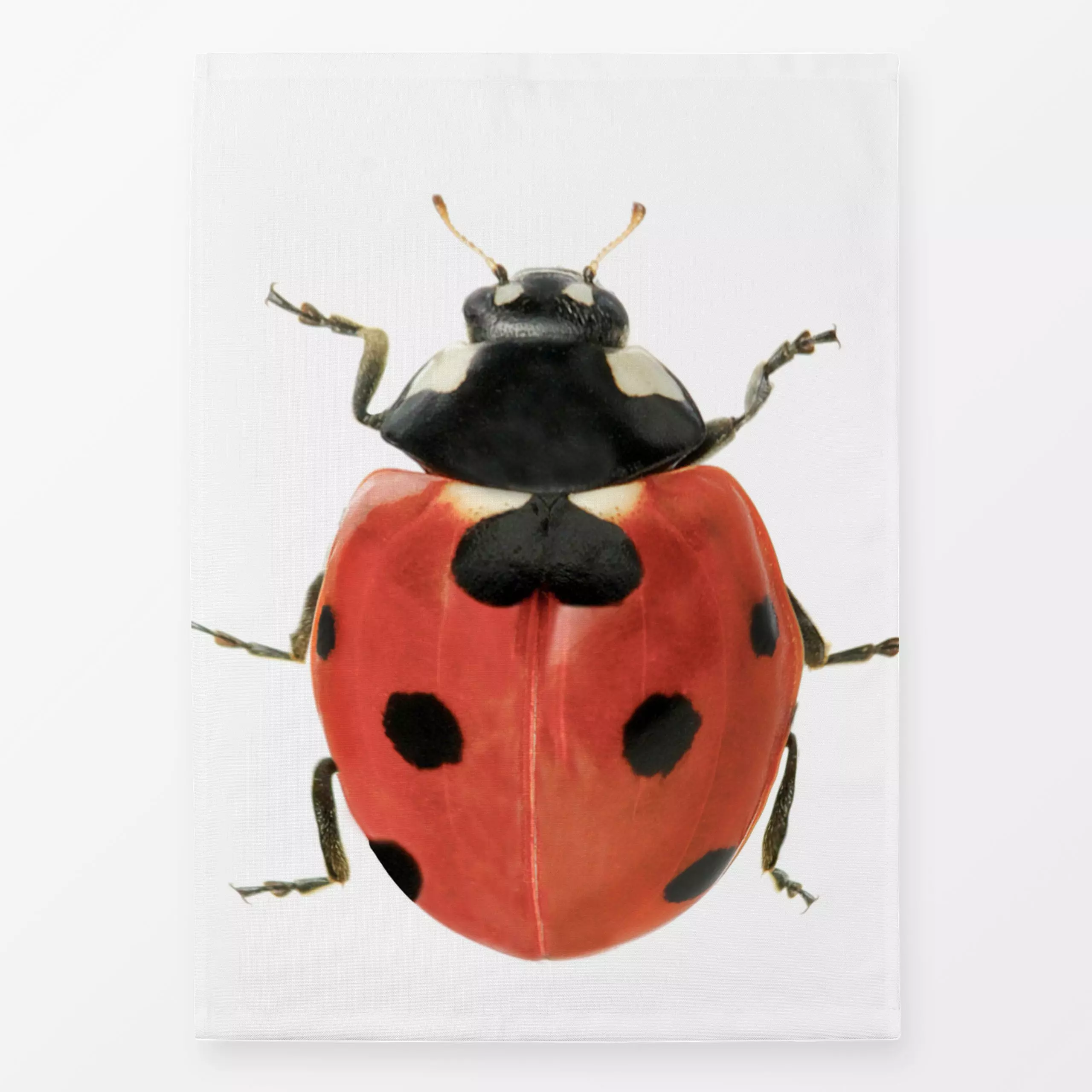 Geschirrtücher Ladybug - Natur & Landschaft, Tiere - von „Sisi and Seb"; Wildtiere, Insekten, rot, ladybug, Marienkaefer, sp...