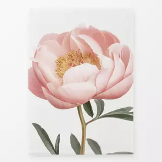 Geschirrtücher Coral Peony